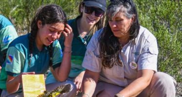Gira de reinserciones histórica: 15 cardenales amarillos y otras aves vuelven a su hábitat natural en San Luis
