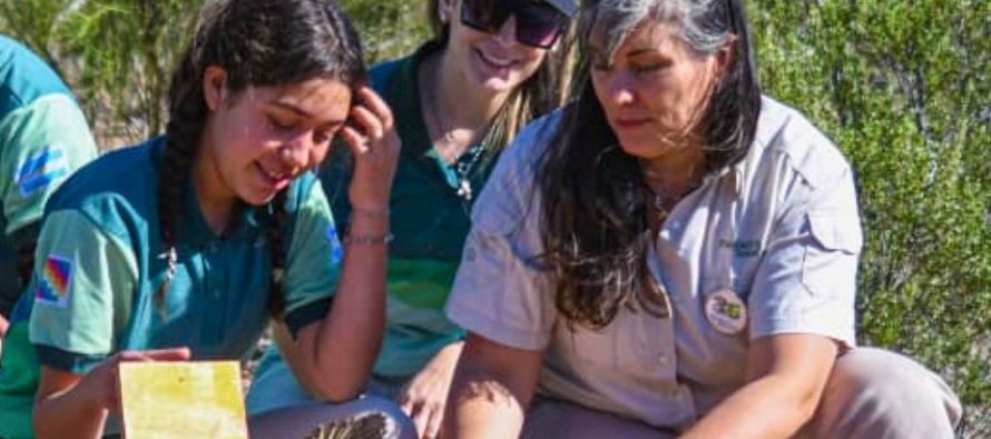 Gira de reinserciones histórica: 15 cardenales amarillos y otras aves vuelven a su hábitat natural en San Luis