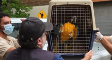 Rescatan tres aves exóticas víctimas de tráfico ilegal en un consultorio de Almagro