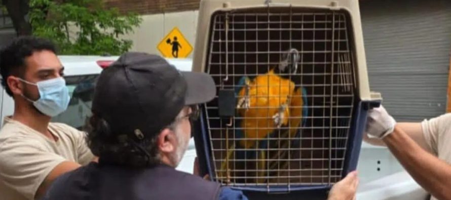 Rescatan tres aves exóticas víctimas de tráfico ilegal en un consultorio de Almagro