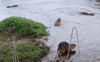 Trasladan coipos desde Palermo a Mercedes y Escobar