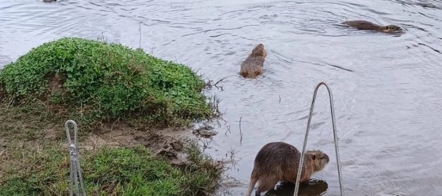 Trasladan coipos desde Palermo a Mercedes y Escobar