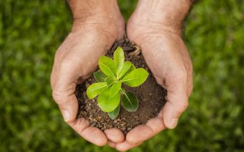 Hoy se conmemora el Día Mundial de la Ecología