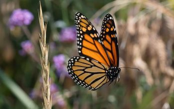 Alerta por la pérdida de color en las mariposas: cómo la deforestación afecta su diversidad cromática y funcional