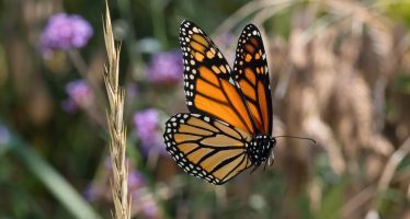 Alerta por la pérdida de color en las mariposas: cómo la deforestación afecta su diversidad cromática y funcional