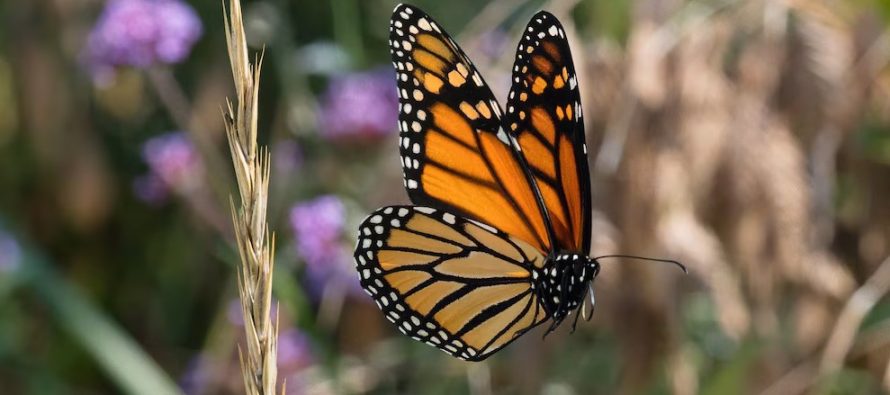Alerta por la pérdida de color en las mariposas: cómo la deforestación afecta su diversidad cromática y funcional
