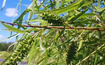 Sauce criollo: INTA Delta registró ocho clones nativos puros