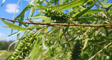 Sauce criollo: INTA Delta registró ocho clones nativos puros