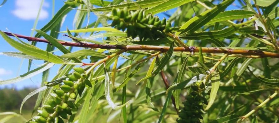Sauce criollo: INTA Delta registró ocho clones nativos puros