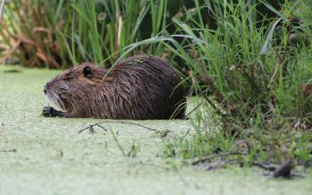 La Reserva Natural de Maschwitz suma biodiversidad con la llegada de coipos y comadrejas