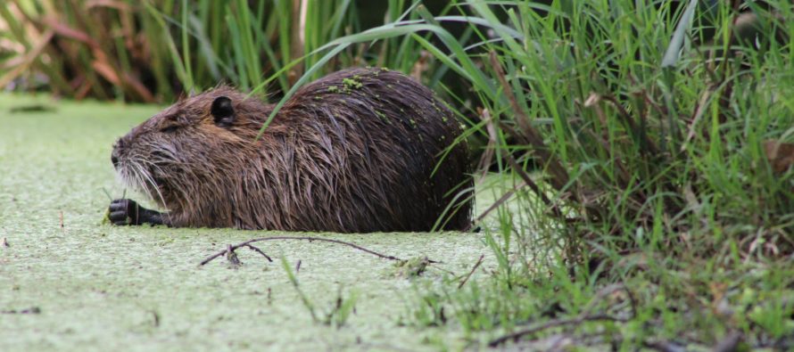 La Reserva Natural de Maschwitz suma biodiversidad con la llegada de coipos y comadrejas