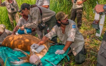 Emiliano Villegas, primer argentino en ganar el premio Clark R. Bavin por desmantelar un circuito de caza ilegal