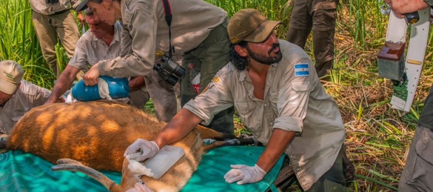 Emiliano Villegas, primer argentino en ganar el premio Clark R. Bavin por desmantelar un circuito de caza ilegal