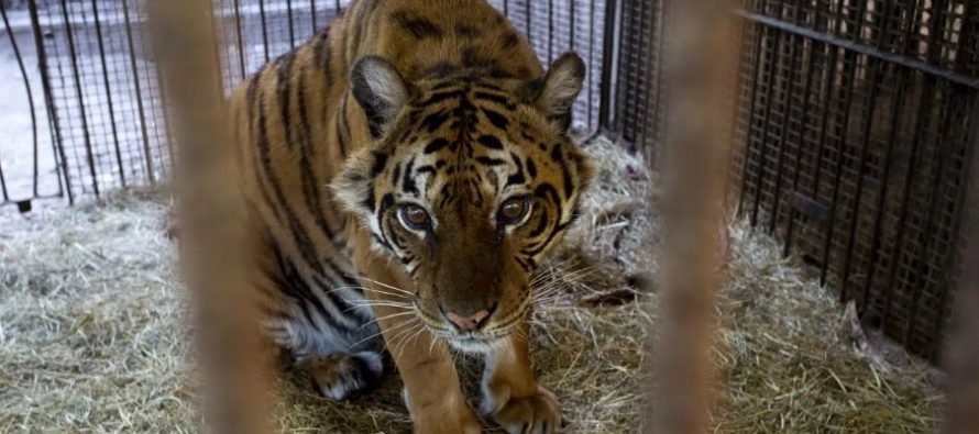 Flora, la tigresa que vivió un calvario en el ex Zoo de Luján y ahora será liberada en un santuario