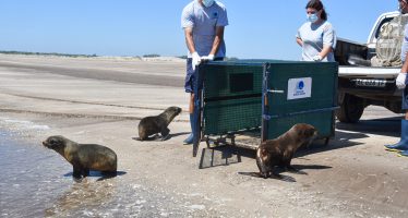 Tres lobos marinos regresaron al mar tras ser rehabilitados por la Fundación Mundo Marino