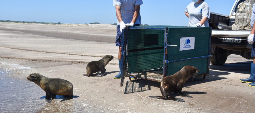 Tres lobos marinos regresaron al mar tras ser rehabilitados por la Fundación Mundo Marino