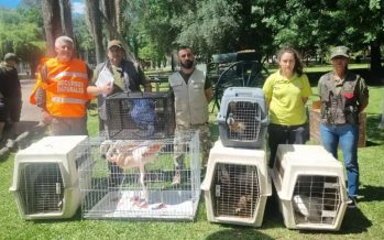 Más de 15 aves silvestres fueron rescatadas del tráfico ilegal en un predio turístico de Entre Ríos