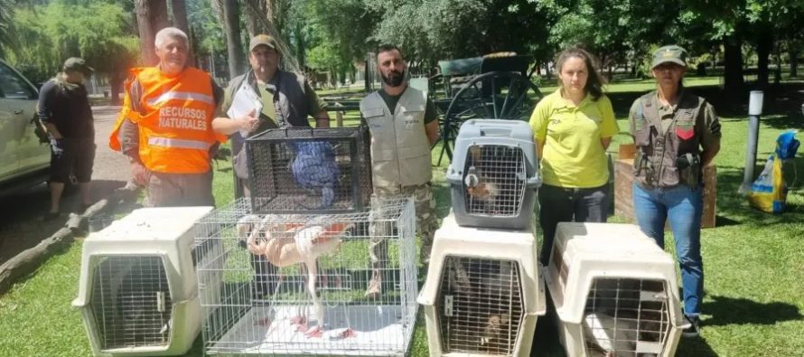 Más de 15 aves silvestres fueron rescatadas del tráfico ilegal en un predio turístico de Entre Ríos