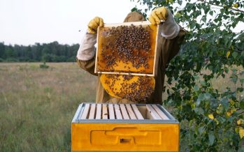 La Provincia lanza el programa ‘Mi primera colmena’