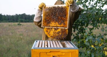 La Provincia lanza el programa ‘Mi primera colmena’