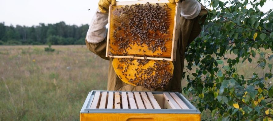 La Provincia lanza el programa ‘Mi primera colmena’