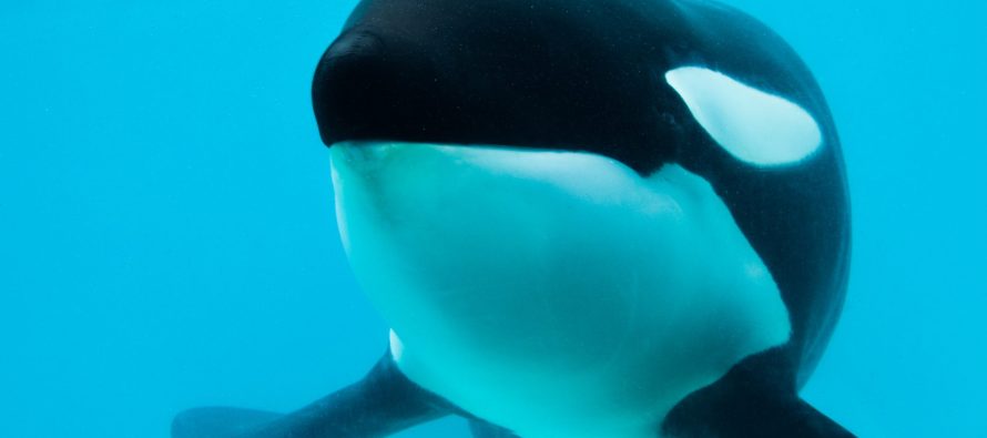 Murió Kshamenk, la orca que vivió en Mundo Marino durante 33 años