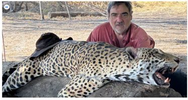 Justicia de Bolivia cierra caso Caza & Safari: no investigará más a empresa argentina que promovía la caza de jaguares