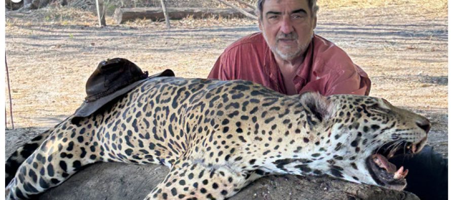 Justicia de Bolivia cierra caso Caza & Safari: no investigará más a empresa argentina que promovía la caza de jaguares