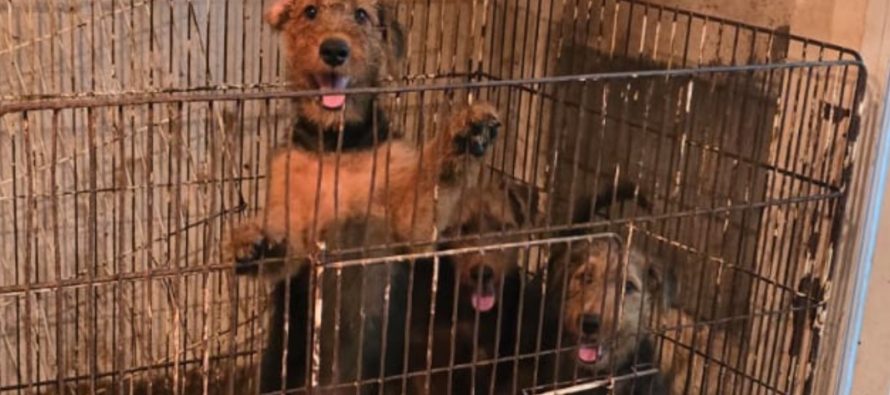Rescatan 23 perros hacinados en una vivienda que funcionaba como criadero ilegal