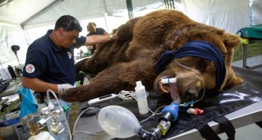 Cómo será el viaje de los primeros tres animales del ex zoo de Luján que serán trasladados a santuarios