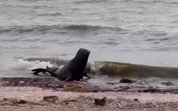 Apareció un lobo marino en la costanera de Vicente López