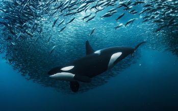 Mañana entra en vigor un tratado internacional histórico para la protección marina