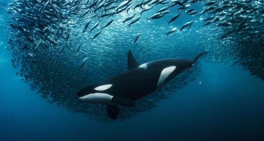 Mañana entra en vigor un tratado internacional histórico para la protección marina