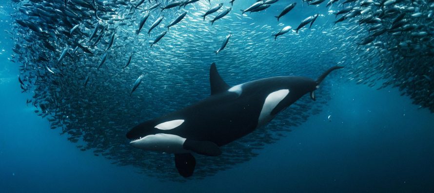 Mañana entra en vigor un tratado internacional histórico para la protección marina