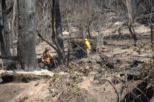 Parque Nacional Los AlercesPh Greenpeace