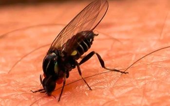 Barigüí, el insecto que muerde y se encuentra en regiones cercanas a ríos y arroyos del AMBA