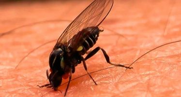 Barigüí, el insecto que muerde y se encuentra en regiones cercanas a ríos y arroyos del AMBA