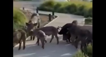 Nordelta: primero los carpinchos, ahora los chanchos salvajes