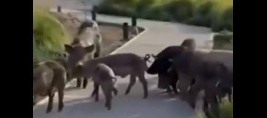 Nordelta: primero los carpinchos, ahora los chanchos salvajes