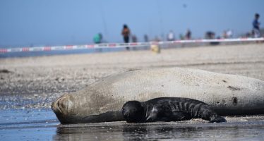 Turismo responsable: guía esencial para la convivencia con fauna marina este verano