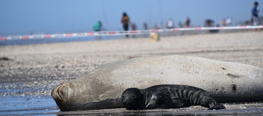 Turismo responsable: guía esencial para la convivencia con fauna marina este verano