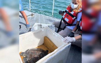 Regresó al mar una tortuga que fue rescatada en Quilmes