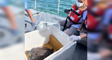 Regresó al mar una tortuga que fue rescatada en Quilmes