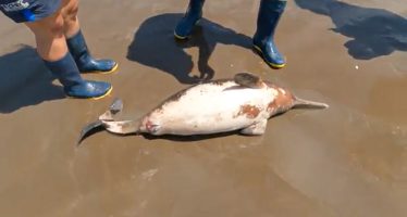 La desnutrición y la presión humana fueron las principales causas de asistencia de animales marinos