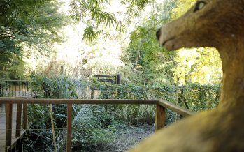 Tigre se suma al ‘Safari de Verano’ con el Área Natural Monte Blanco