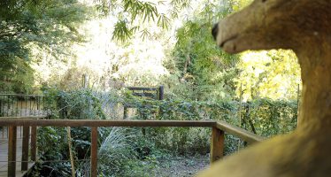 Tigre se suma al ‘Safari de Verano’ con el Área Natural Monte Blanco