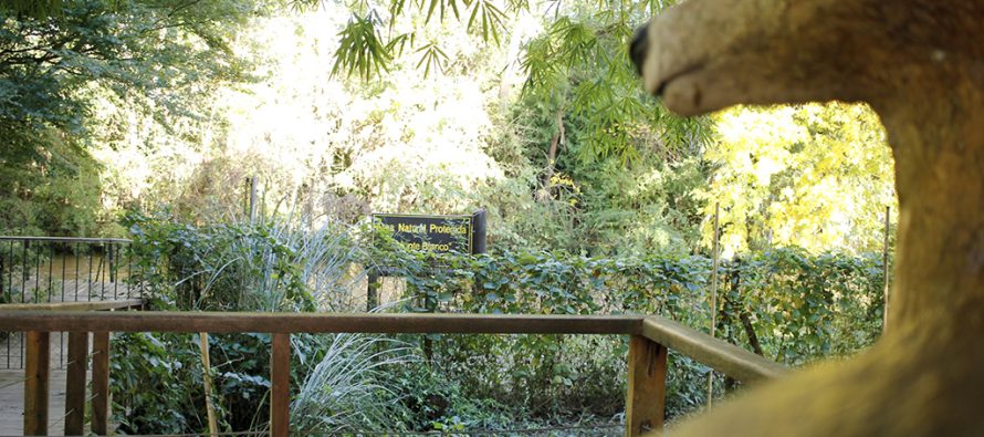 Tigre se suma al ‘Safari de Verano’ con el Área Natural Monte Blanco