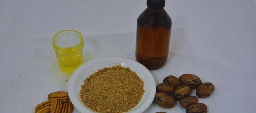 Se incorporaron nuevos derivados de la nuez pecán al Código Alimentario Argentino