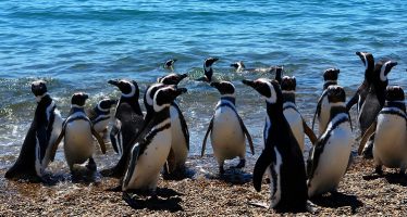 Temporada de Pingüinos 2026: lanzan convocatoria para voluntarios en el centro de rescate de Puerto Galván