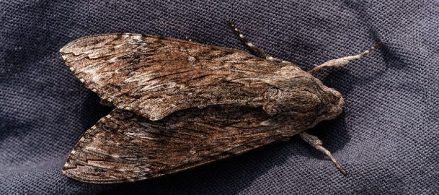 Proliferación de polillas y moscas negras en zona norte: lo que hay que saber para prevenir molestias